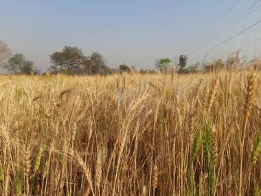 Panoramic view of golden wheat field in clear sunny day. Meadow and blue sky.wheat field under blue sky in India . Beautiful view of golden agricultural field. 