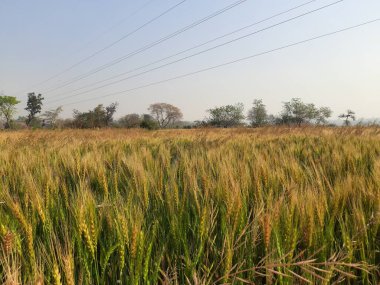 Panoramic view of golden wheat field in clear sunny day. Meadow and blue sky.wheat field under blue sky in India . Beautiful view of golden agricultural field. 
