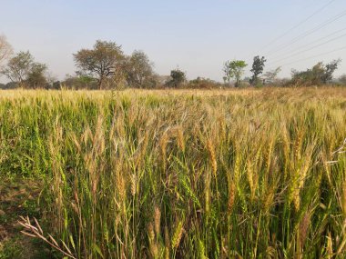 Panoramic view of golden wheat field in clear sunny day. Meadow and blue sky.wheat field under blue sky in India . Beautiful view of golden agricultural field. 