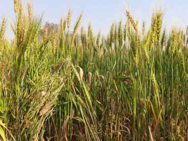 Panoramic view of golden wheat field in clear sunny day. Meadow and blue sky.wheat field under blue sky in India . Beautiful view of golden agricultural field. 
