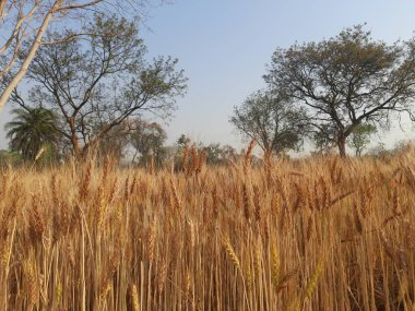 Panoramic view of golden wheat field in clear sunny day. Meadow and blue sky.wheat field under blue sky in India . Beautiful view of golden agricultural field. 