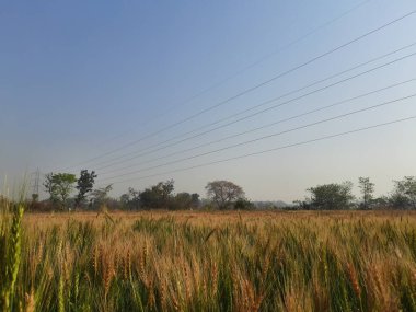 Panoramic view of golden wheat field in clear sunny day. Meadow and blue sky.wheat field under blue sky in India . Beautiful view of golden agricultural field. 