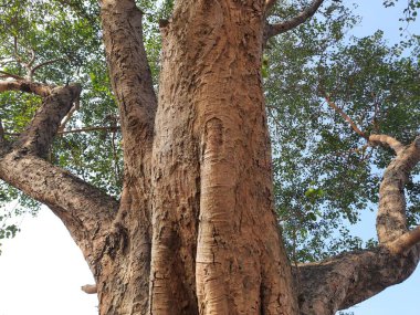 Hindistan 'daki dev Ficus dindarlık ağacı. Diğer adı Bodhi ağacı, pippala ağacı, peepul ağacı ve orashwattha ağacı. Bu ağacın altında Gautama Buda 'nın aydınlandığına inanılan ağaç..