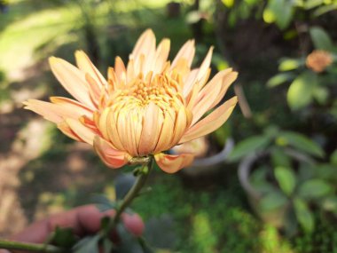 Chrysanthemums flowers in autumn garden.  chrysanths, areflowering plantsof thegenusChrysanthemumin thefamily.