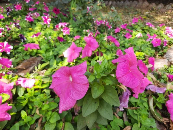 Beautiful Petunia Flower Plant Petunia Flower Blooming Colorful Petals Delicate — 스톡 사진