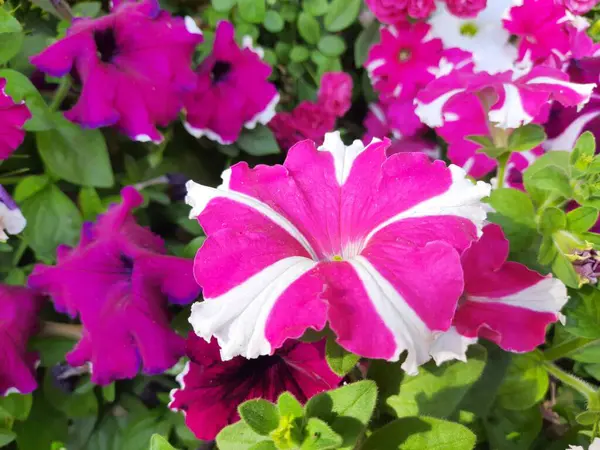 Beautiful Petunia Flower Plant Petunia Flower Blooming Colorful Petals Delicate — Stock fotografie