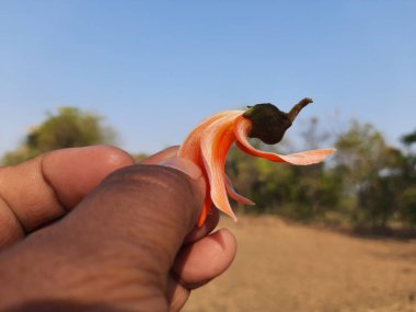 Ama monosperma çiçeği. Ama çiçeğe benziyor. Plaso monosperma, Butea frondosa, Erythrina monosperma. Diğer isimler: Ormanın deflabanlığı ve palmiye çiçekli piç meşe ağacı..