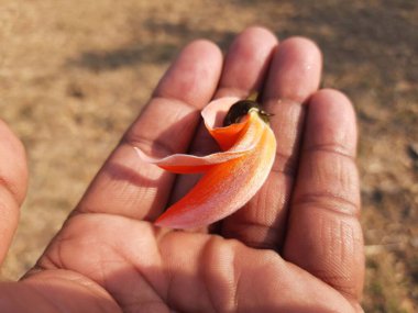 Ama monosperma çiçeği. Ama çiçeğe benziyor. Plaso monosperma, Butea frondosa, Erythrina monosperma. Diğer isimler: Ormanın deflabanlığı ve palmiye çiçekli piç meşe ağacı..