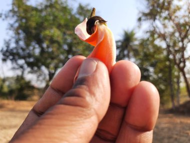 Ama monosperma çiçeği. Ama çiçeğe benziyor. Plaso monosperma, Butea frondosa, Erythrina monosperma. Diğer isimler: Ormanın deflabanlığı ve palmiye çiçekli piç meşe ağacı..