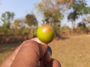 Ziziphus mauritiana. Diğer adları ise Hint güveci, Hint eriği, Çin tarihi, Çin elması, ber, beri ve smaç. Bu, Rhamnaceae ailesine ait bir atropicalfruit ağacı türüdür.. 