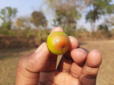 Ziziphus mauritiana. Diğer adları ise Hint güveci, Hint eriği, Çin tarihi, Çin elması, ber, beri ve smaç. Bu, Rhamnaceae ailesine ait bir atropicalfruit ağacı türüdür.. 
