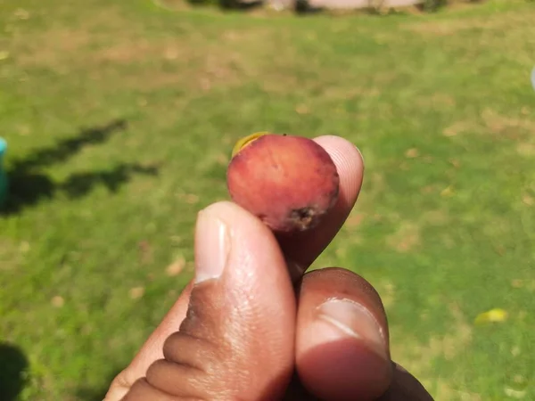 ガジュマルの木の果物 この1つの果実には多くの種があります ガジュマルとも呼ばれるスペル バニアンは 別の植物で成長する植物を着生させる姿です バンヤン バンヤン インドの木 — ストック写真