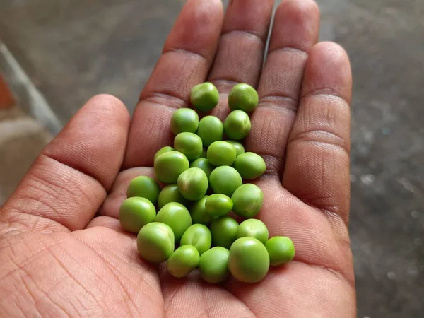 Свежий Зеленый Горох Нем Много Витаминов Минералов Чаще Маленькие Сферические — стоковое фото