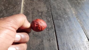 Ziziphus mauritiana. Diğer adları ise Hint güveci, Hint eriği, Çin tarihi, Çin elması, ber, beri ve meyve batırma. Bu, Rhamnaceae ailesine ait bir atropicalfruit ağacı türüdür.. 