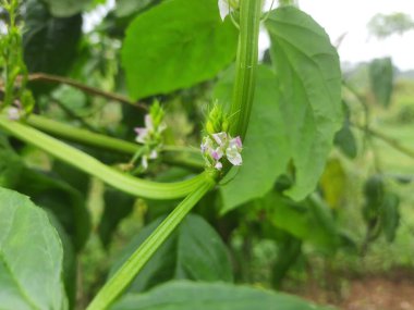 Fasulye tohumu. Bu bir yıllık ve guar sakızının kaynağı. Diğer isimleri guar, gavar, gawar ve guvar fasulyesi. Sebze çiçeği.. 