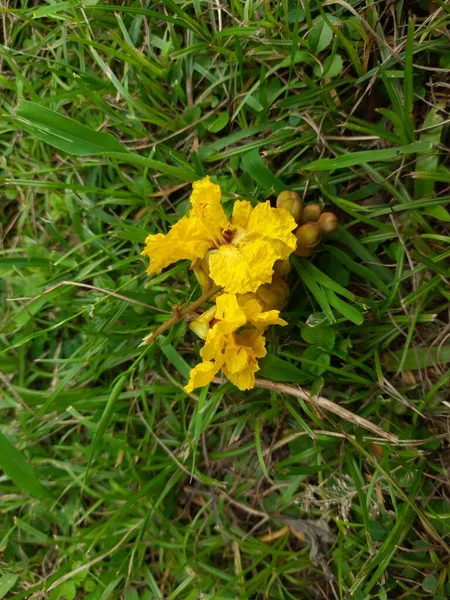 Цветок Pfophorum Pteroparpum Другие Названия Медные Жёлто Жёлтые Жёлтые Пуансиана — стоковое фото