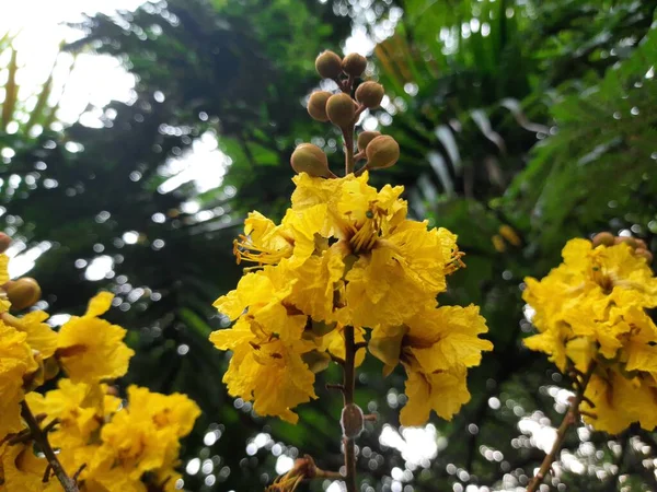 stock image Peltophorum pterocarpum flower. Its other names copperpod,yellow-flamboyant,yellow flametree,yellow poinciana andyellow-flame. This is a species ofPeltophorum. 