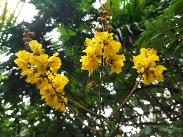 Peltophorum Pterocarpum Flower Jeho Další Jména Jsou Měďák Žlutobílý Žlutý — Stock fotografie