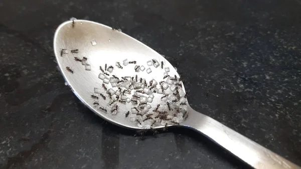 Tembakkan Makro Dari Semut Hitam Memakan Gula Pada Sendok Theblack Stok Foto Bebas Royalti