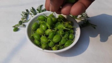 Taze yeşil nohut kabuğu. Nohut, Fabaceae ailesinin yıllık adıdır. Nohut çekirdekleri yüksek proteinlidir. Diğer adı Bengal gram, garbanzo, garbanzo fasulyesi, Mısır bezelyesi.. 