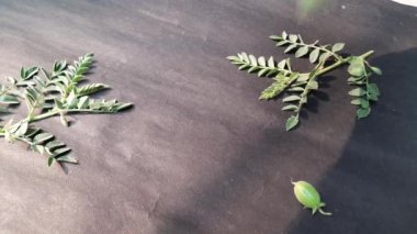 Taze yeşil nohut kabuğu. Nohut, Fabaceae ailesinin yıllık adıdır. Nohut çekirdekleri yüksek proteinlidir. Diğer adı Bengal gram, garbanzo, garbanzo fasulyesi, Mısır bezelyesi.. 