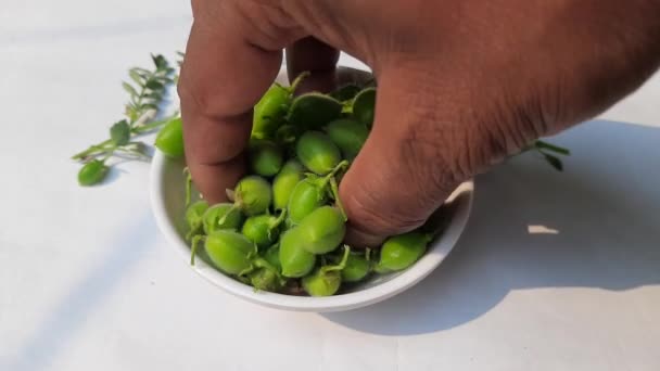 Färska Gröna Kikärter Kapsel Kikärter Anannuallegumav Familjen Fabaceae Kikärtfrön Proteinrika — Stockvideo
