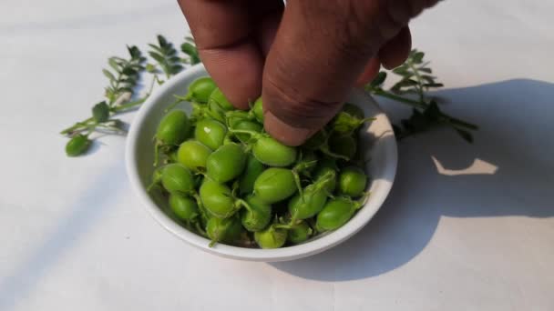 Grão Bico Verde Fresco Grão Bico Anualegumeda Família Fabaceae Sementes — Vídeo de Stock