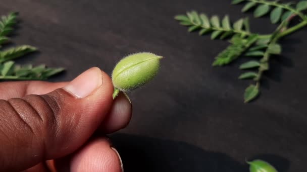 Świeża Zielona Ciecierzyca Ciecierzyca Jest Jednorocznym Allelem Rodziny Fabaceae Nasiona — Wideo stockowe
