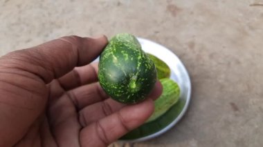 Salatalık, Cucurbitaceae familyasından yaygın olarak yetiştirilmiş bir sarmaşık bitkisidir. Üç ana salatalık türü vardır, dilimleme, turşu ve çekirdeksiz.. 