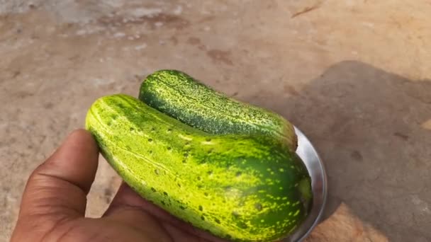 Cucumber Uma Planta Videira Rasteira Amplamente Cultivada Família Cucurbitaceae Que — Vídeo de Stock