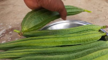 Luffa acutangula. Diğer adları ise; açılı luffa, Çin bamyası, kabak, kabak, kabak, sebze, süzgeç, lif, ipek, ipek kabak, bataklık bezi..