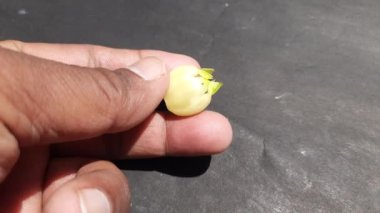Madhuca Longifolia çiçeği. Geleneksel Hint yemeğinin bir parçası. Şarap ondan yapılmıştır. Diğer adı: mahuka, mahuwa, mahua, mahwa, mohulo, Iluppai ve vippa chettu. Yaz mevsiminde bulunur..