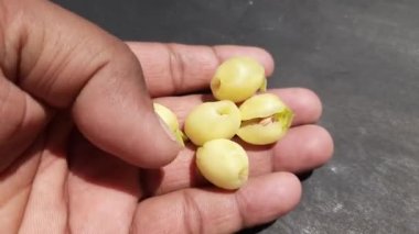 Madhuca Longifolia çiçeği. Geleneksel Hint yemeğinin bir parçası. Şarap ondan yapılmıştır. Diğer adı: mahuka, mahuwa, mahua, mahwa, mohulo, Iluppai ve vippa chettu. Yaz mevsiminde bulunur..