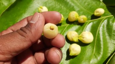 Madhuca Longifolia çiçeği. Geleneksel Hint yemeğinin bir parçası. Şarap ondan yapılmıştır. Diğer adı: mahuka, mahuwa, mahua, mahwa, mohulo, Iluppai ve vippa chettu. Yaz mevsiminde bulunur..