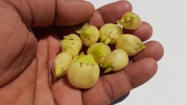 Madhuca Longifolia Květina Součást Tradiční Indické Stravy Víno Něj Vyrobeno — Stock video