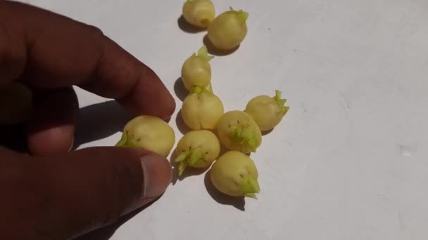 Madhuca Longifolia Floare Face Parte Dintr Aliment Tradițional Indian Vinul — Videoclip de stoc