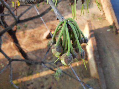 Madhuca Longifolia çiçeği. Geleneksel Hint yemeğinin bir parçası. Şarap ondan yapılmıştır. Diğer adı: mahuka, mahuwa, mahua, mahwa, mohulo, Iluppai ve vippa chettu. Yaz mevsiminde bulunur..
