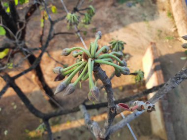 Madhuca Longifolia çiçeği. Geleneksel Hint yemeğinin bir parçası. Şarap ondan yapılmıştır. Diğer adı: mahuka, mahuwa, mahua, mahwa, mohulo, Iluppai ve vippa chettu. Yaz mevsiminde bulunur..