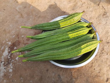 Luffa acutangula. Diğer adları ise; açılı luffa, Çin bamyası, kabak, kabak, kabak, sebze, süzgeç, lif, ipek, ipek kabak, bataklık bezi..
