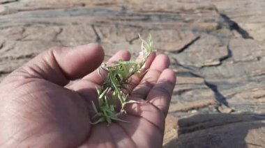 Beyaz Cynodon Dactylon otu. Diğer isimleri Bermuda, Dhoob, durva, ethana, dubo, köpek dişi, Bahama, şeytan otu, kanepe otu, Indiandoab, arugampul, grama, tel çim.