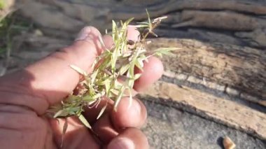 Beyaz Cynodon Dactylon otu. Diğer isimleri Bermuda, Dhoob, durva, ethana, dubo, köpek dişi, Bahama, şeytan otu, kanepe otu, Indiandoab, arugampul, grama, tel çim.