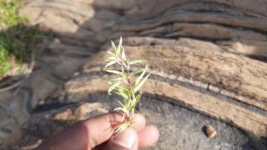 Beyaz Cynodon Dactylon otu. Diğer isimleri Bermuda, Dhoob, durva, ethana, dubo, köpek dişi, Bahama, şeytan otu, kanepe otu, Indiandoab, arugampul, grama, tel çim.