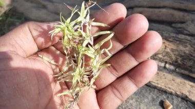 Beyaz Cynodon Dactylon otu. Diğer isimleri Bermuda, Dhoob, durva, ethana, dubo, köpek dişi, Bahama, şeytan otu, kanepe otu, Indiandoab, arugampul, grama, tel çim.