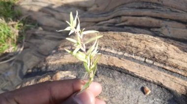 Beyaz Cynodon Dactylon otu. Diğer isimleri Bermuda, Dhoob, durva, ethana, dubo, köpek dişi, Bahama, şeytan otu, kanepe otu, Indiandoab, arugampul, grama, tel çim.