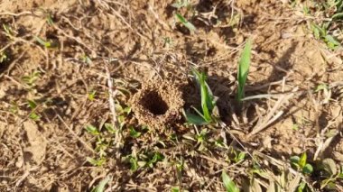 Colony of ants. Ants are making their home and Digging the soil from inside is bringing it out. Anthill of Ants in ground.Colony of Ant work together to make their nest deep inside the field. 