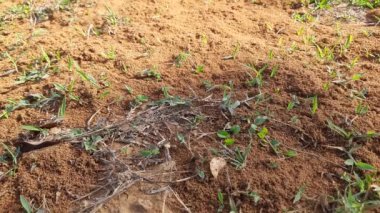 Colony of ants. Ants are making their home and Digging the soil from inside is bringing it out. Anthill of Ants in ground.Colony of Ant work together to make their nest deep inside the field. 