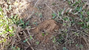 Colony of ants. Ants are making their home and Digging the soil from inside is bringing it out. Anthill of Ants in ground.Colony of Ant work together to make their nest deep inside the field. 