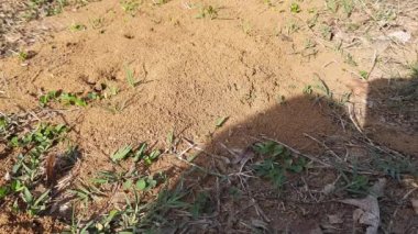 Colony of ants. Ants are making their home and Digging the soil from inside is bringing it out. Anthill of Ants in ground.Colony of Ant work together to make their nest deep inside the field. 