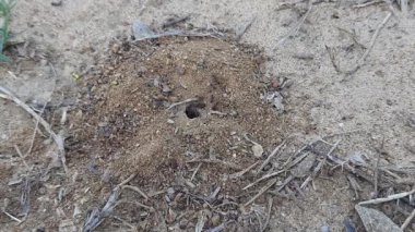 Colony of ants. Ants are making their home and Digging the soil from inside is bringing it out. Anthill of Ants in ground.Colony of Ant work together to make their nest deep inside the field. 
