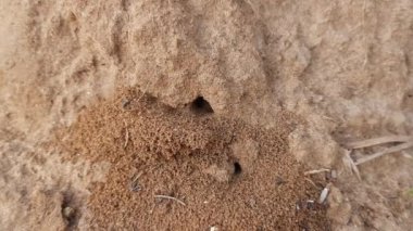 Colony of ants. Ants are making their home and Digging the soil from inside is bringing it out. Anthill of Ants in ground.Colony of Ant work together to make their nest deep inside the field. 